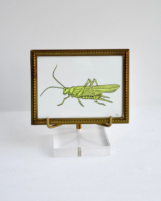 Grasshopper