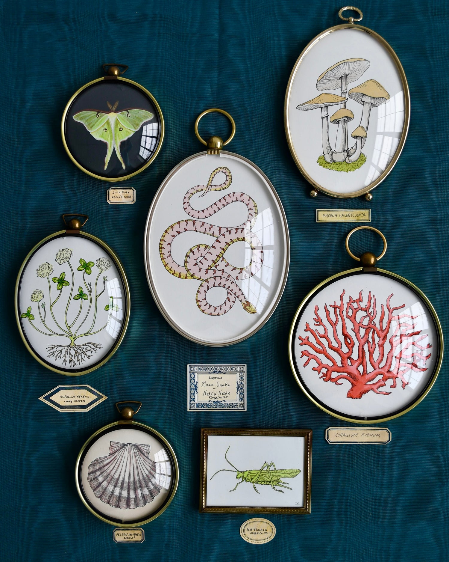 The Curiosity Collection