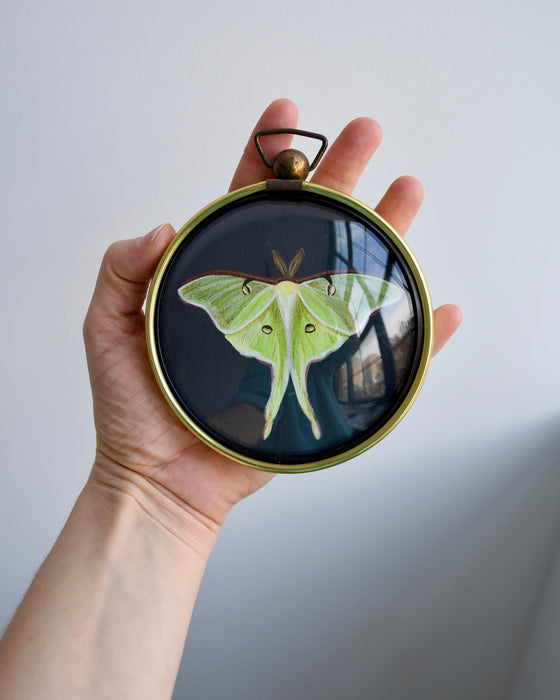 Luna Moth