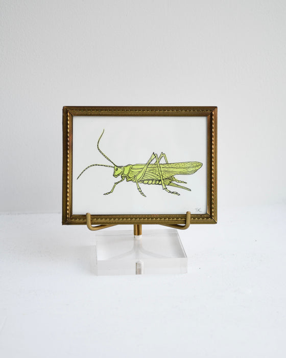 Grasshopper