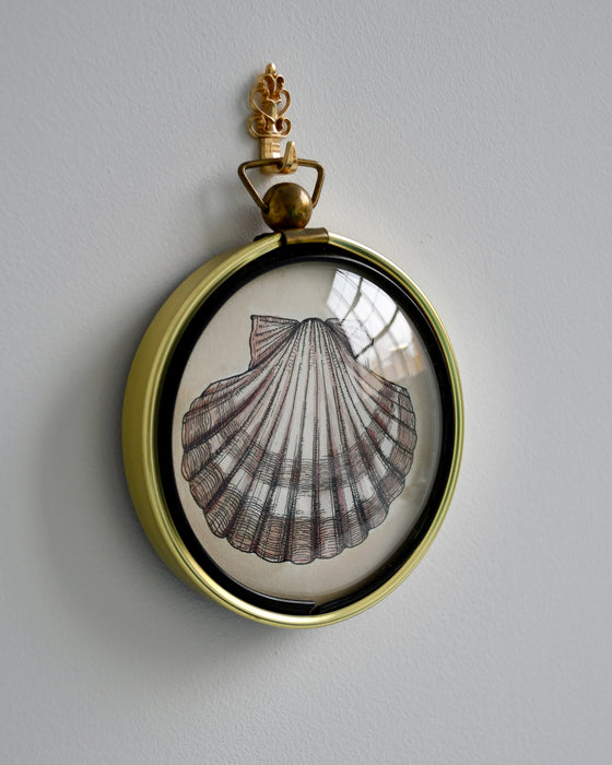 Scallop Shell