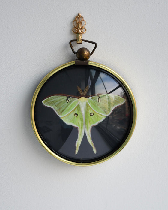 Luna Moth