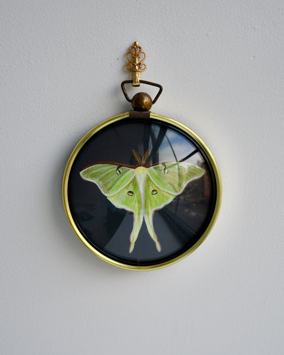 Luna Moth