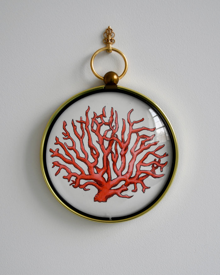 Curiosity Collection