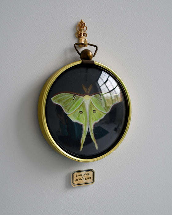 Luna Moth