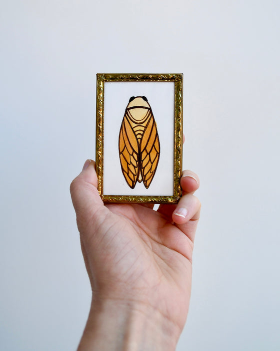 Cicada