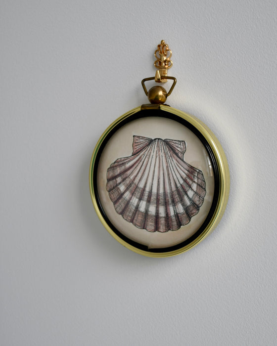 Scallop Shell